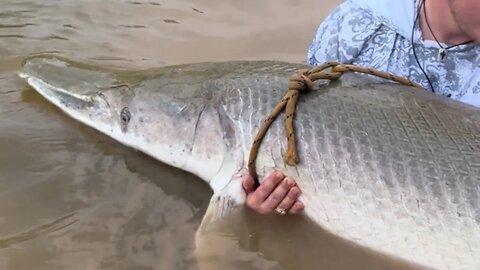 One Of The Largest Alligator Gar I Have Tagged 🦖