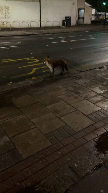 MR FOX IN LONDON 🦊