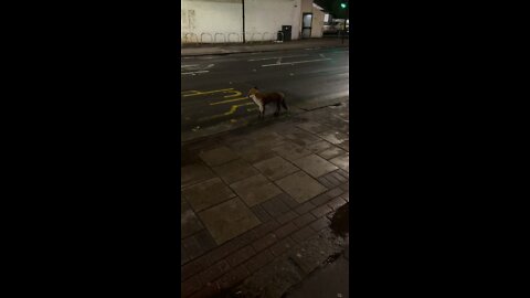 MR FOX IN LONDON 🦊