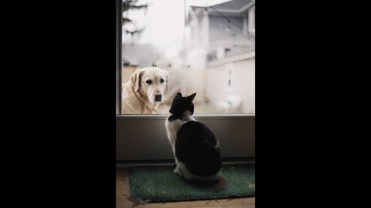 😅 Very Funny Dog and cats - Awesome funny Pet animals videos 😅