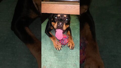 Cute Funny Rottweiler! 🐶 #shorts #short #viral #youtube #like