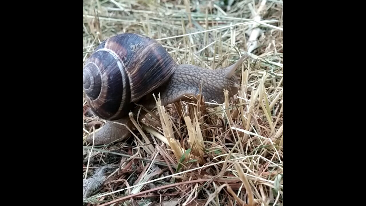 Snail Olympics Hurdles