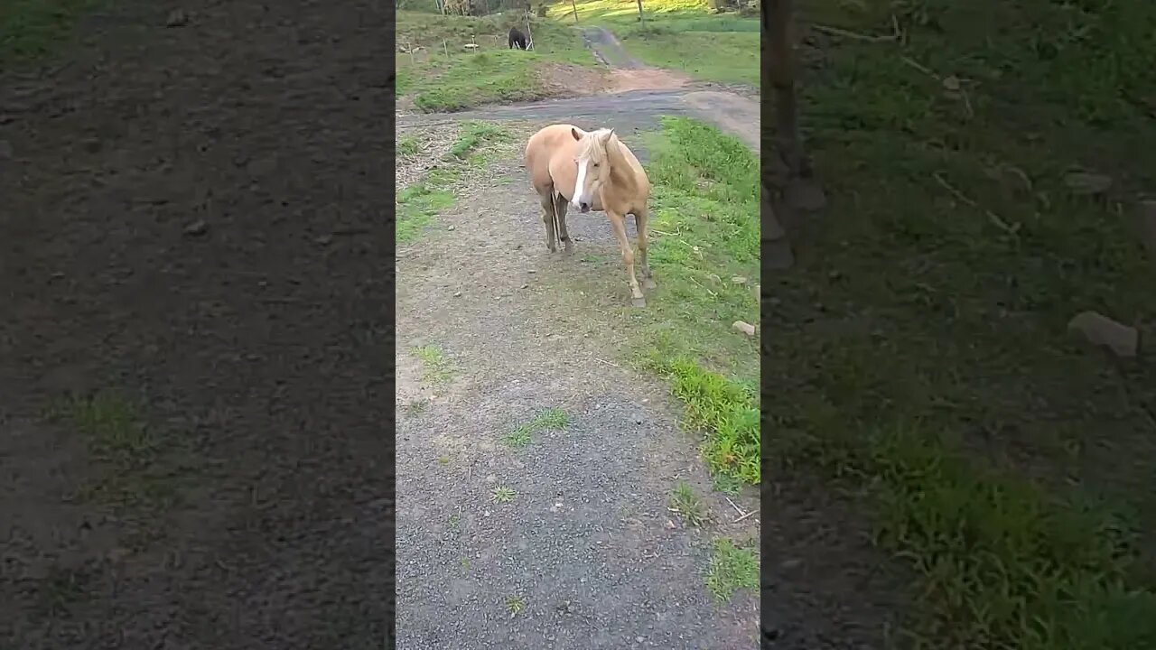 The secret lives of horses