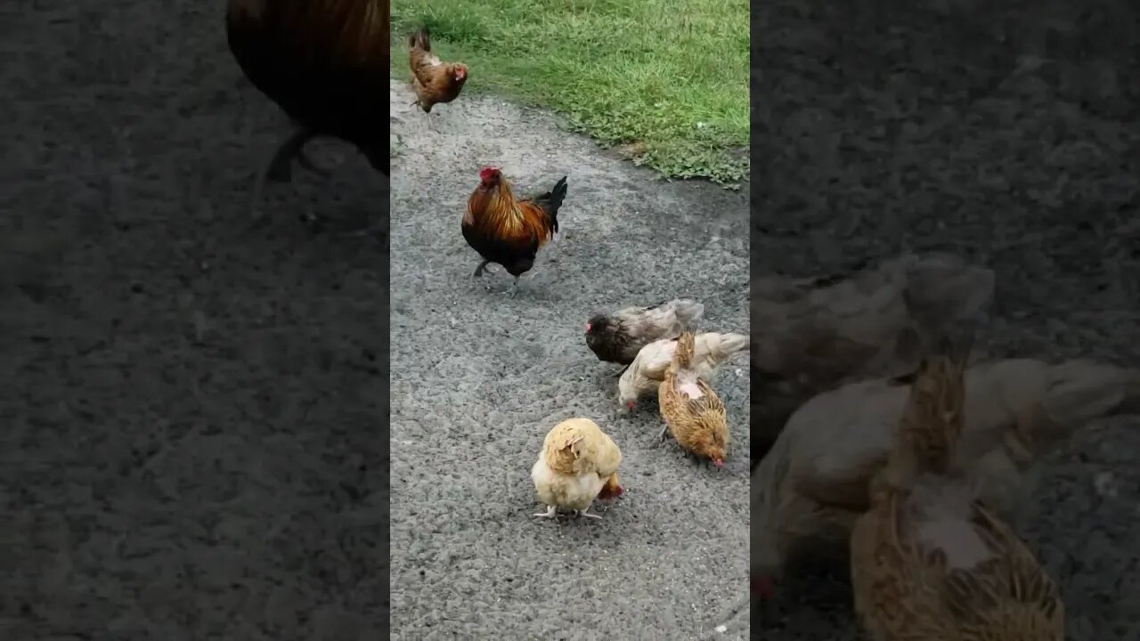 This Is A Good Rooster #chickens #chickenshorts
