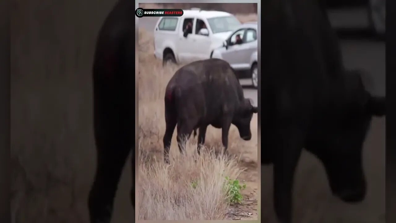 buffalo attack hyena #shorts
