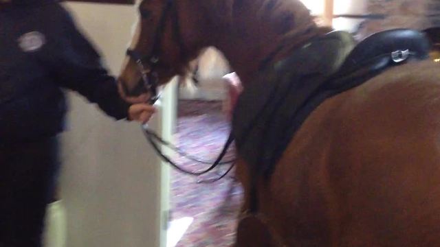 Woman brings her pony into a pub!