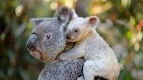 The Koala💖 Gets Kicked Out Of Tree and Cries 😁funny movie 😂