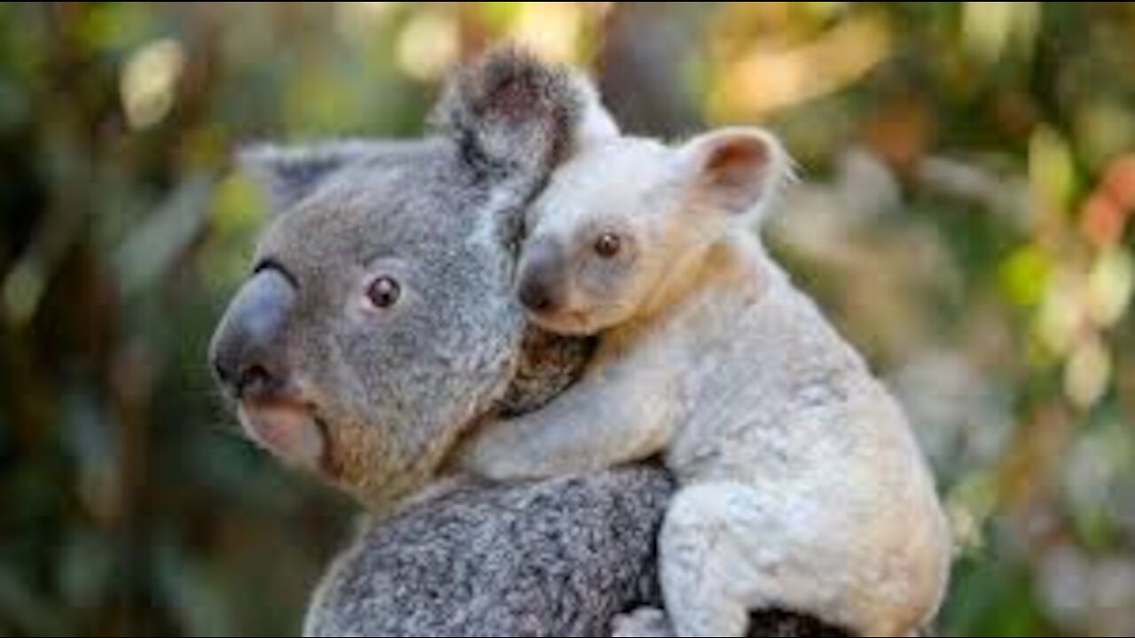 The Koala💖 Gets Kicked Out Of Tree and Cries 😁funny movie 😂