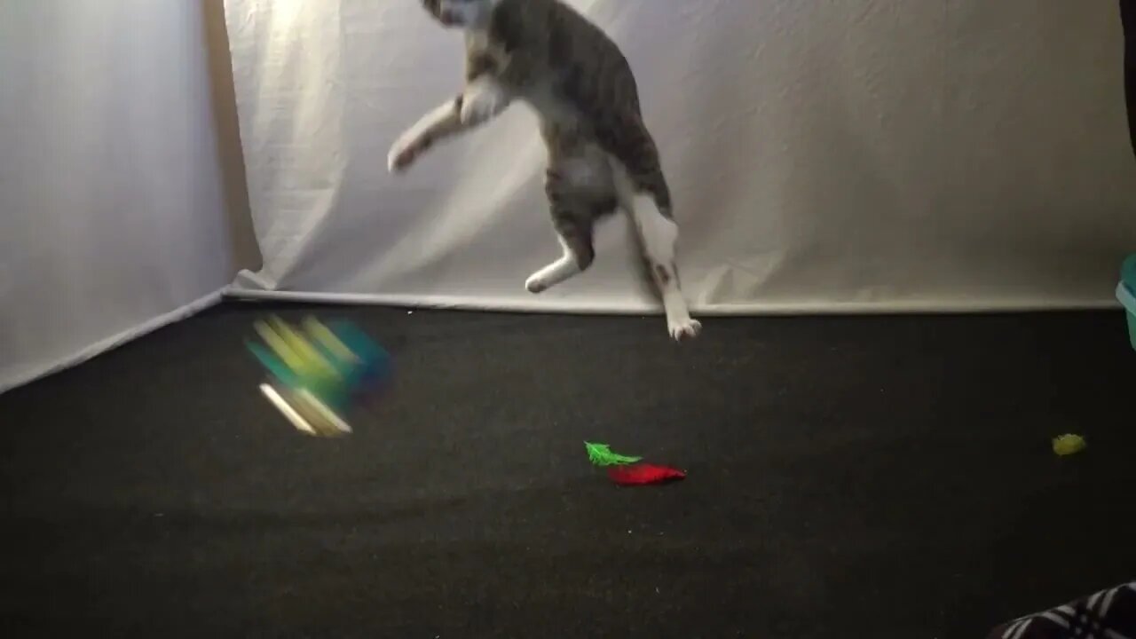This Cat Loves to Play with Feather Wand