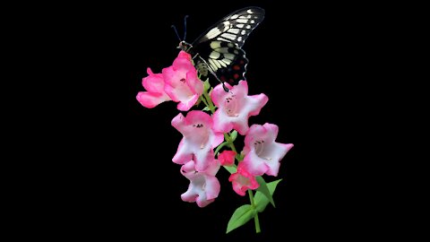 Beautiful Black And White Butterfly