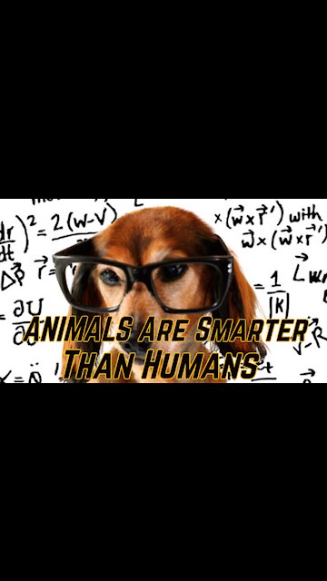PROOF That the Animals are SMARTER Than Humans!