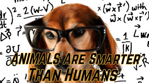 PROOF That the Animals are SMARTER Than Humans!