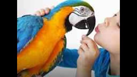 smart and funny bird