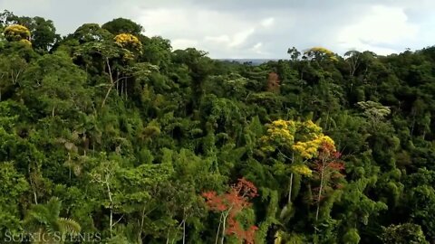 The world's largest tropical rainforest 7