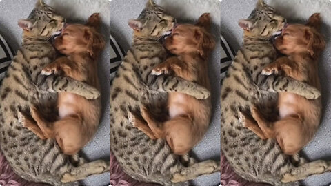 Kitten and puppy sleeping together