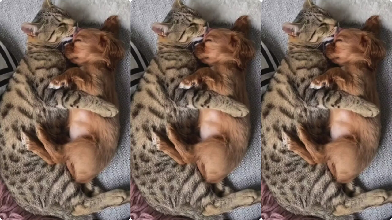 Kitten and puppy sleeping together