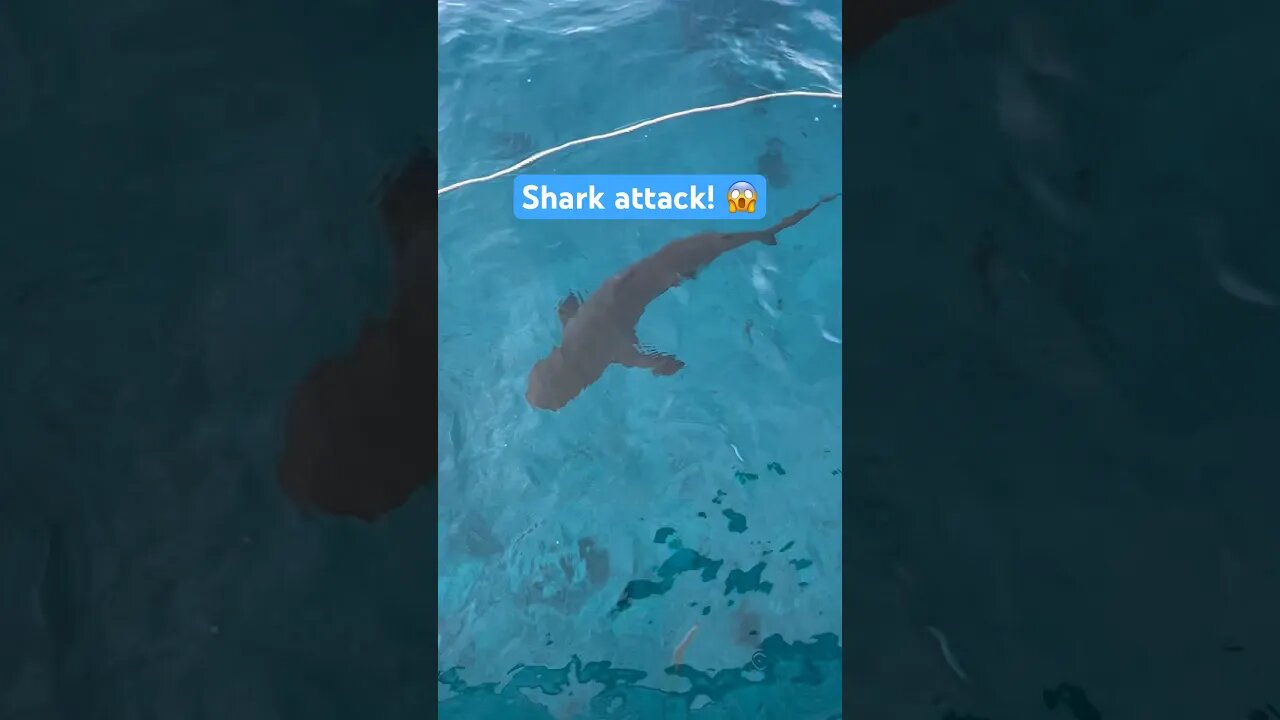 Shark attacks it’s victim! 😱 #shorts #shark #viralshorts