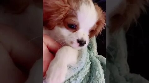 Cavalier puppy Murphy and his dreamy eyes🐶🥰 #cavalier #puppy #puppyeyes #puppylove