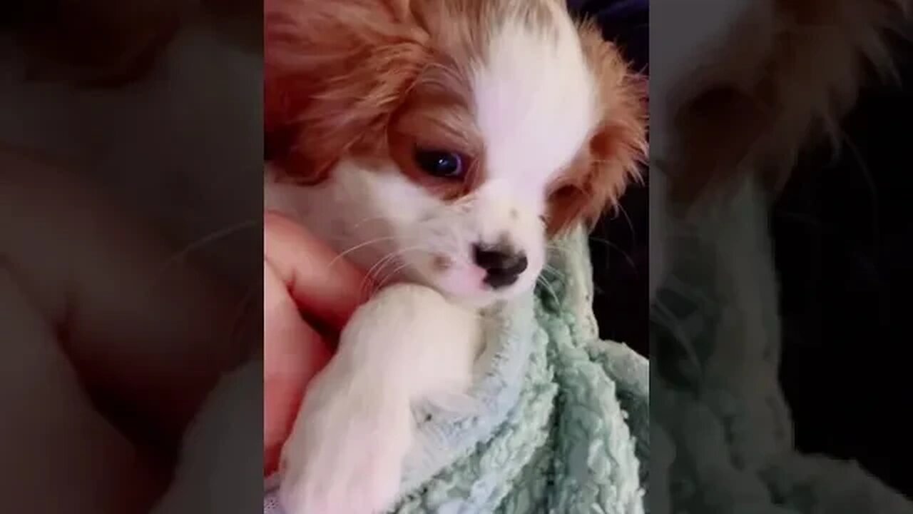 Cavalier puppy Murphy and his dreamy eyes🐶🥰 #cavalier #puppy #puppyeyes #puppylove