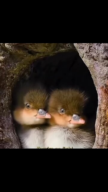 "Hoddes Takes Flight: The Duckling's Journey Beyond the Nest"