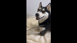 Famous Husky loves acting like a drama queen