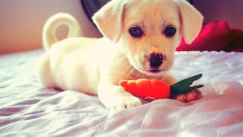 🤣 Funniest 🐶 Dogs - Funny Pet Animals'