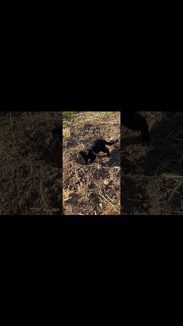 My Potato Digging Helper