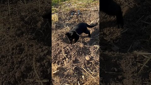 My Potato Digging Helper