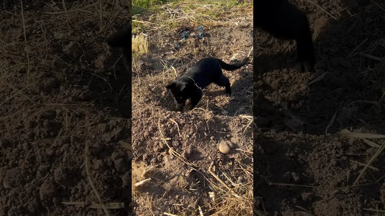 My Potato Digging Helper
