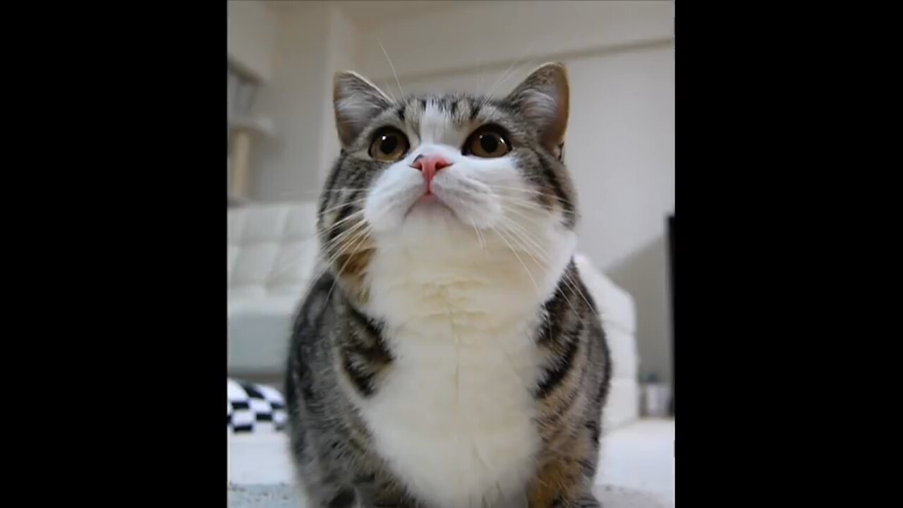 Cat Diaries
