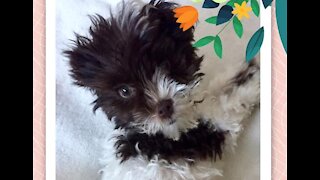 Adorable puppy chases her tail