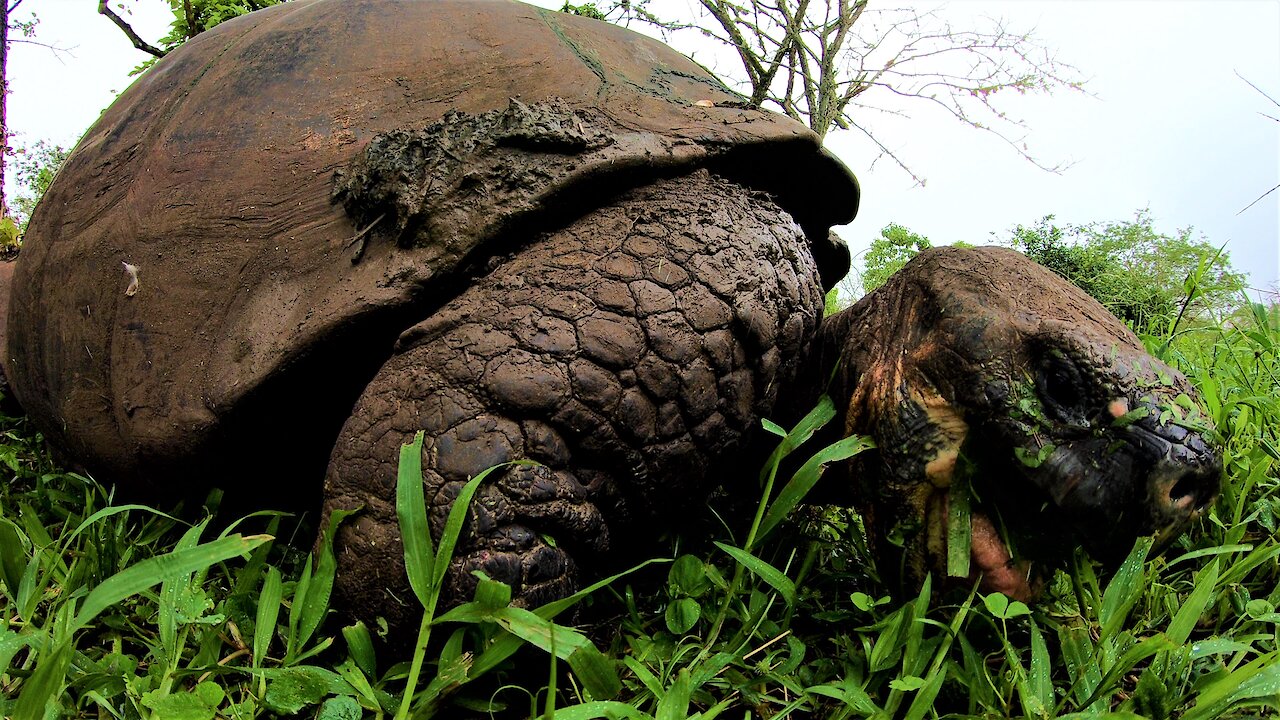 Giant Galapagos Tortoise happily munches away on grass