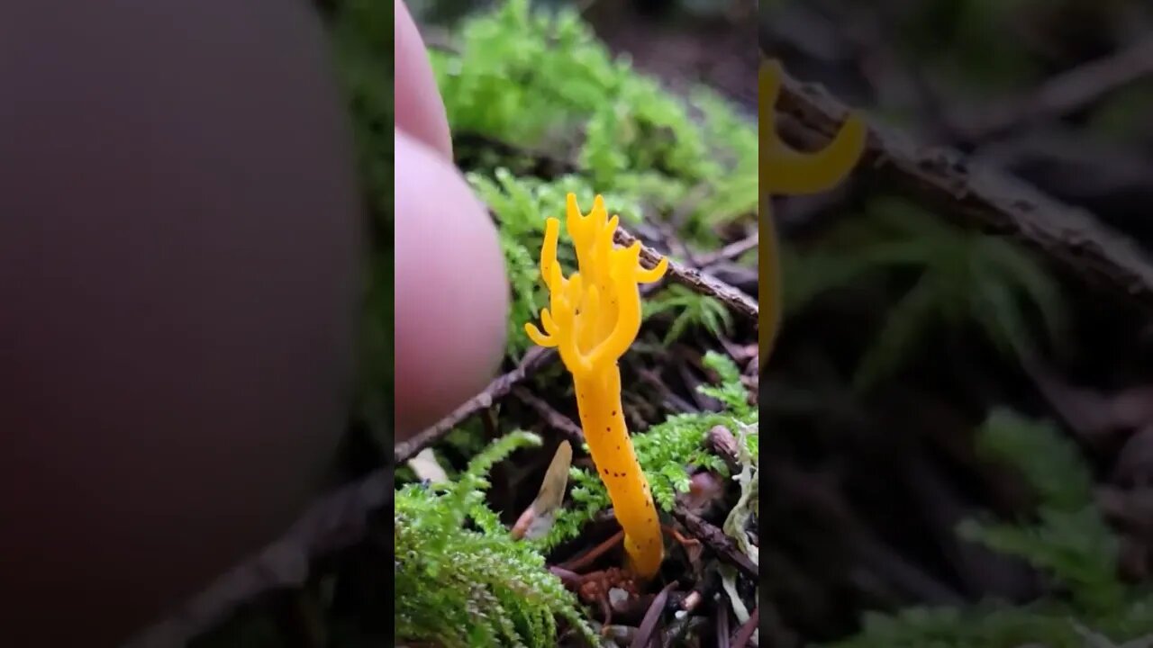 Jelly Antler Mushrooms, Calocera viscosa