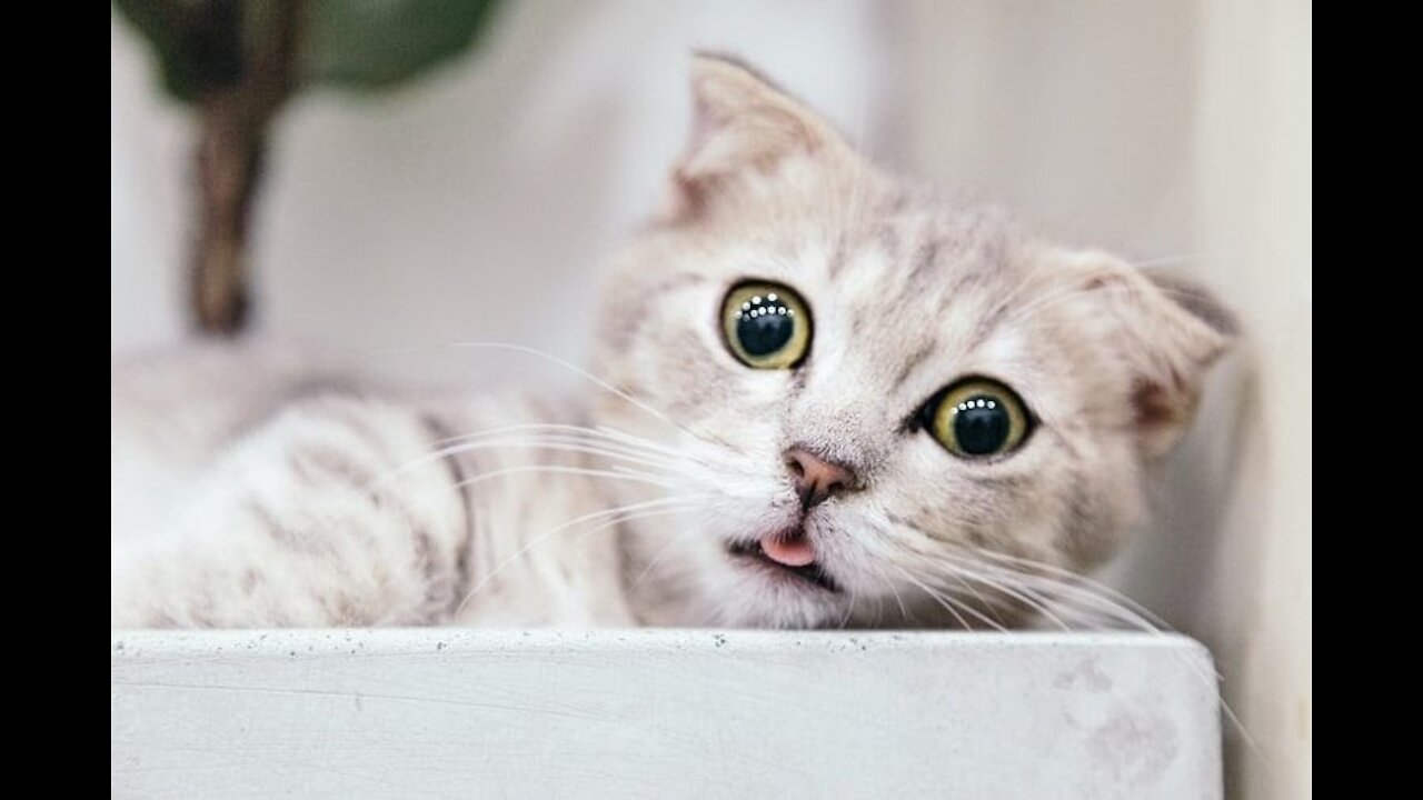 cute cat that can make us laugh out loud