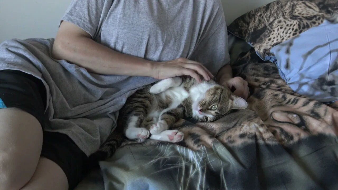 Fluffy Cat Relaxes on the Bed