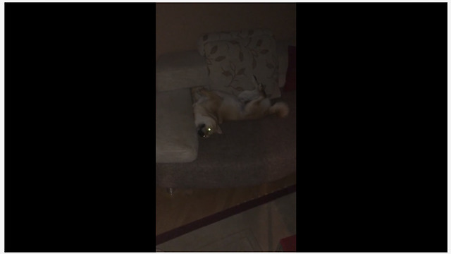 This Dog Likes To Sleep In A Very Strange Position