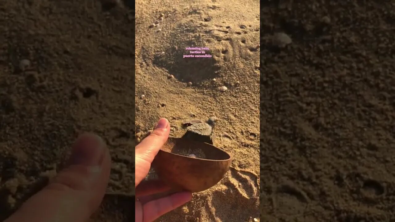 Video By sunnewijtmans #Shorts