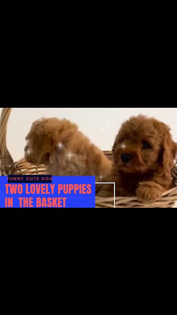 cute lovely puppies playing inside the basket