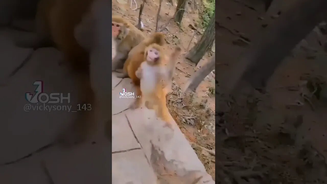 Monkey Dance, viral monky|chand jaisa mukhra leke chalo na bazaar me