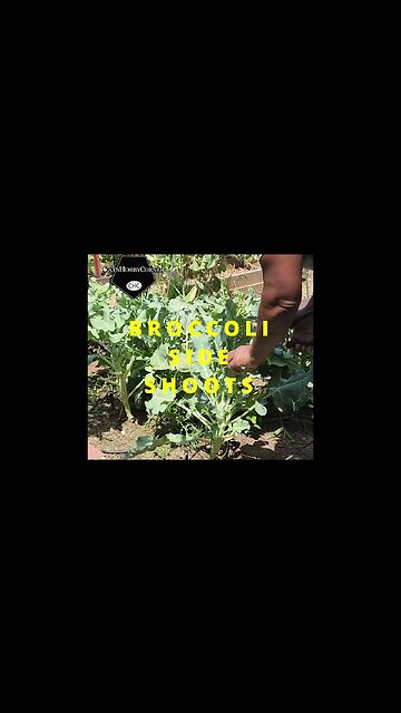 #harvest Day #broccoli Clip - #catshobbycorner