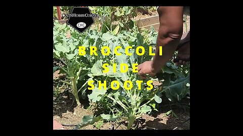 #harvest Day #broccoli Clip - #catshobbycorner