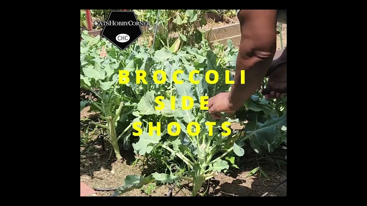 #harvest Day #broccoli Clip - #catshobbycorner