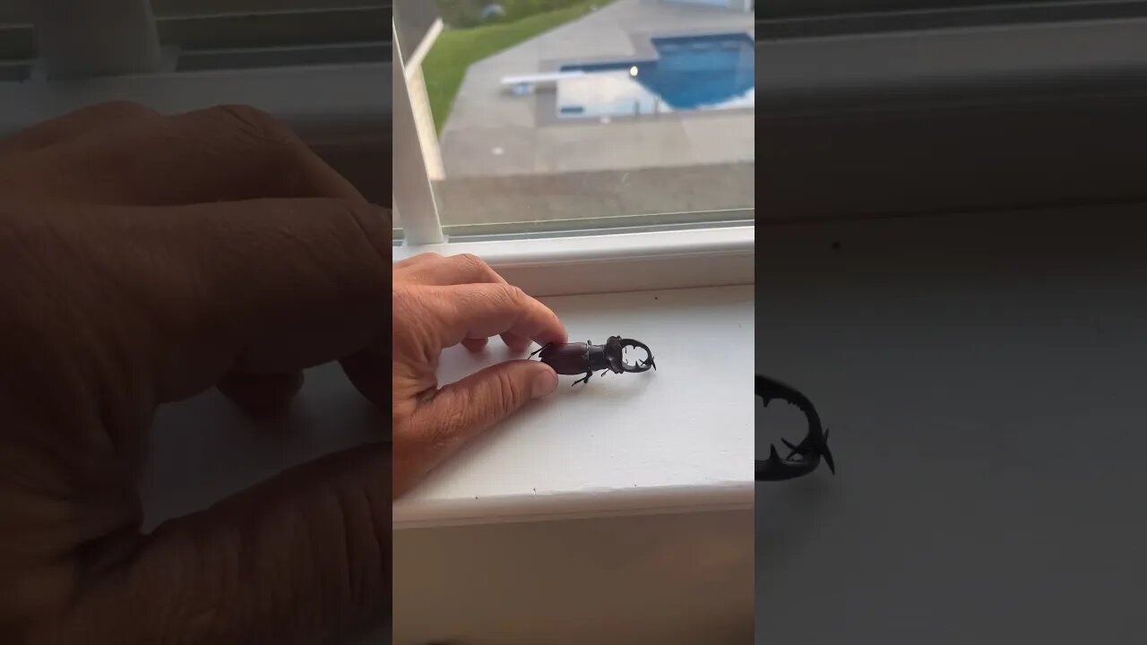 What is this #killer #beetle I found on the roof outside my window?!