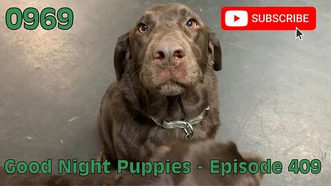[0969] GOOD NIGHT PUPPIES - EPISODE 409 [#dogs #doggos #doggies #puppies #dogdaycare]