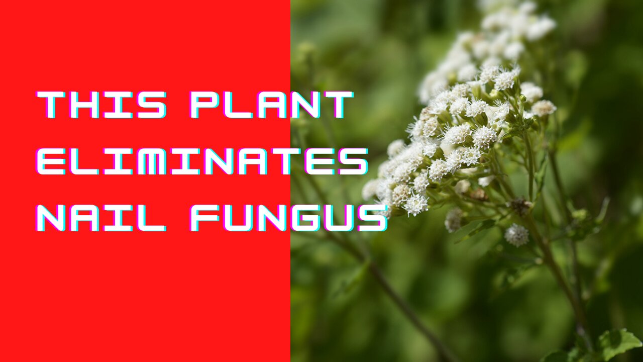 This Plant Eliminates Nail Fungus