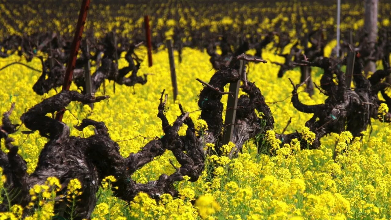 Napa Valley Rapeseed Blossom in the Spring and Wine Tasting.