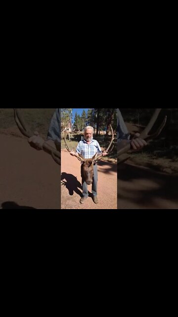Ron gets an elk at Buffalo Peaks Colorado Sept. 29th 2022 (Elk Hunting)