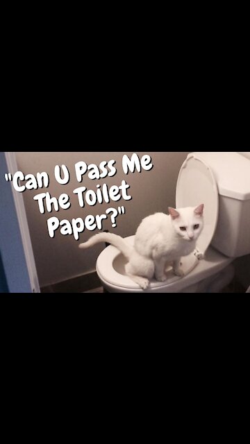 Cat Pees Outside The Litter Box | Funny Cat