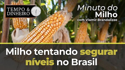 Milho tentando segurar níveis no Brasil e caindo em Chicago