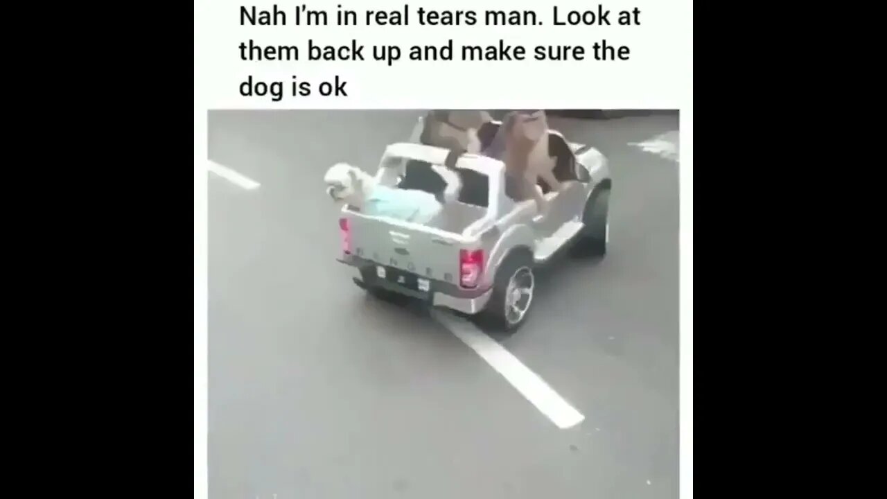 Ape Driving Accident